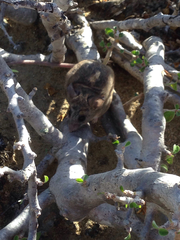 Peromyscus fraterculus