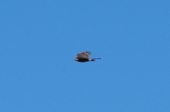 Accipiter rufiventris