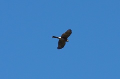 Accipiter rufiventris