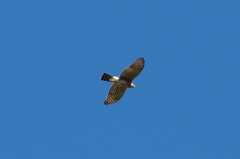Accipiter rufiventris