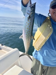 Scomberomorus maculatus