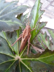 Xyleus discoideus discoideus