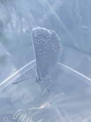 Polyommatus icarus