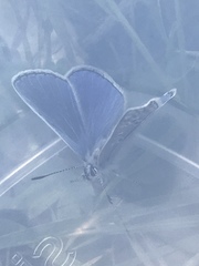 Polyommatus icarus