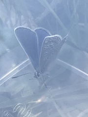 Polyommatus icarus