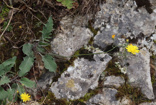 Stervormig havikskruid (Hieracium stelligerum)