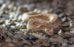 Cerastes vipera