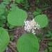 Roundleaf Dogwood - Photo (c) Larry Clarfeld, some rights reserved (CC BY-NC), uploaded by Larry Clarfeld