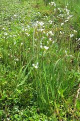 Cardamine penduliflora