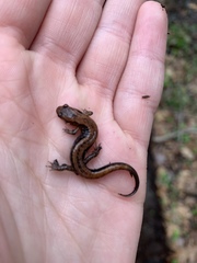 Plethodontinae