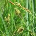 Hasse's Sedge - Photo (c) Ed Alverson, some rights reserved (CC BY), uploaded by Ed Alverson
