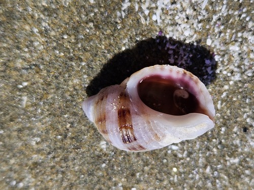 Channeled Dog Winkle