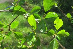 Crataegus gaylussacia