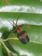 Calopteron discrepans