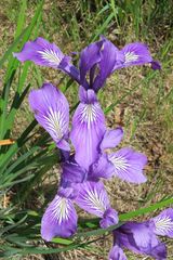 Iris tenax tenax