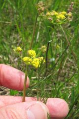 Lomatium bradshawii