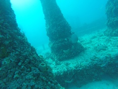 Callyspongia plicifera