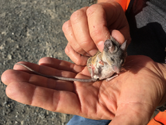 Peromyscus fraterculus