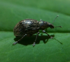 Sciaphobus squalidus