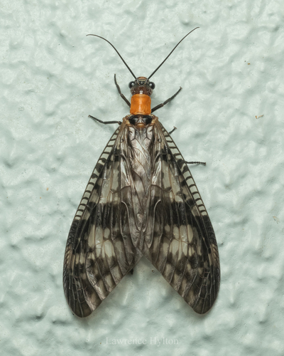 Neochauliodes koreanus