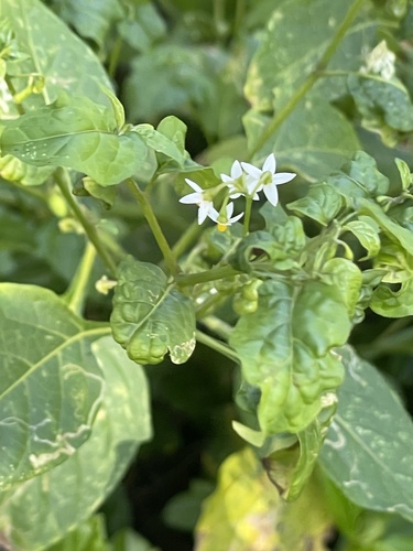 Solanum americanum observed 2024-04-30