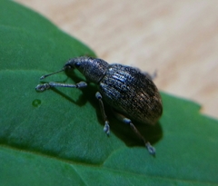 Sciaphobus squalidus