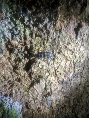 Pericalus