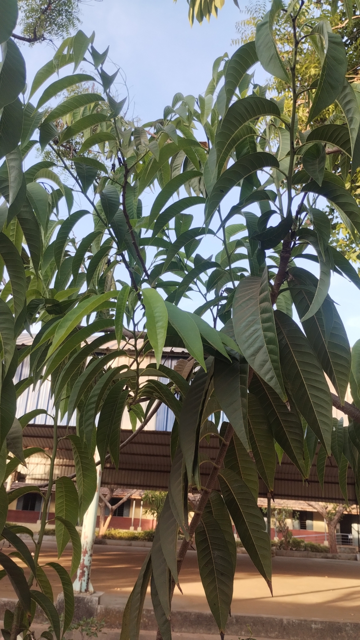 Imagem de Fruta-de-condessa