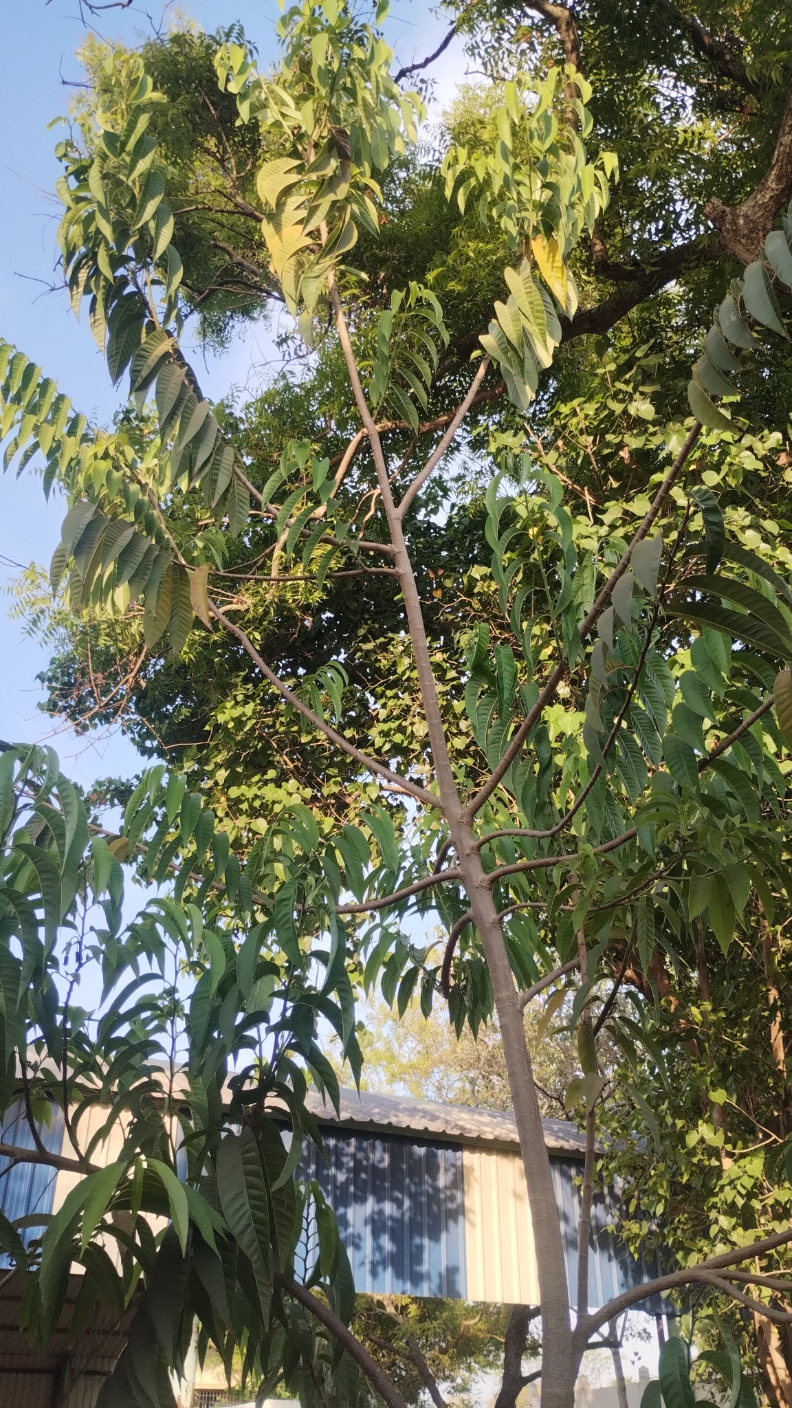 Imagem de Fruta-de-condessa