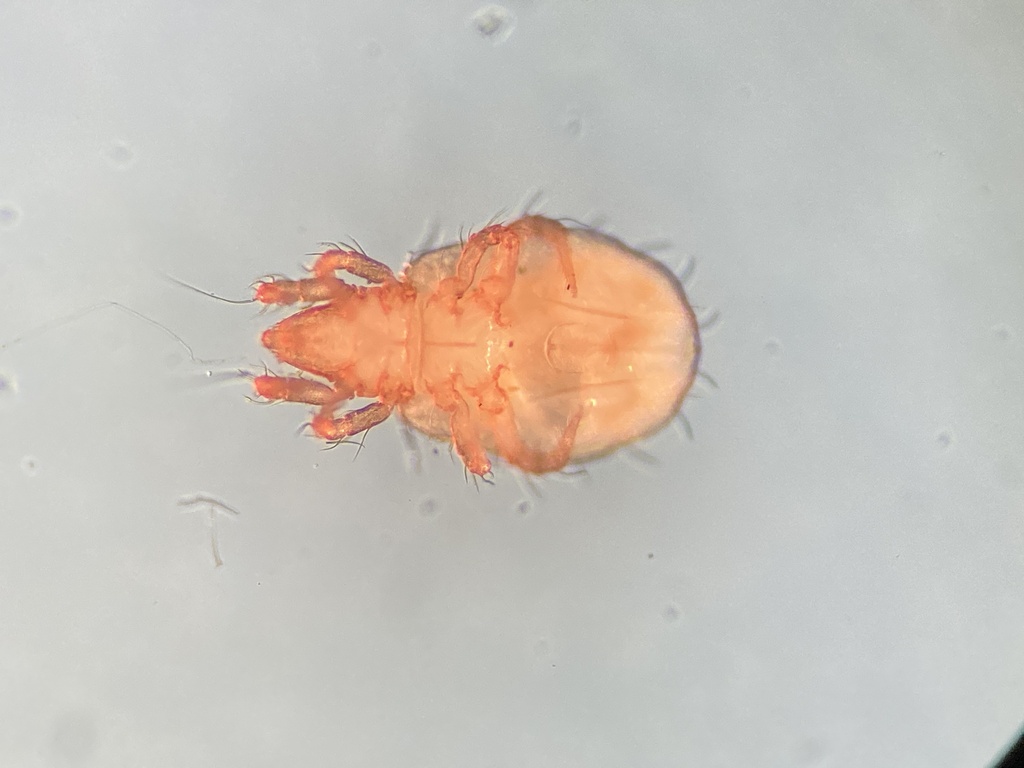 Hypochthonius luteus