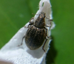 Sciaphobus squalidus
