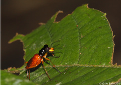 Therates fasciatus