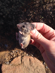 Peromyscus fraterculus
