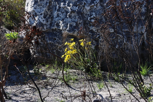 Image of Capelio tabularis by (c) Tony Rebelo, some rights reserved (CC BY-SA)