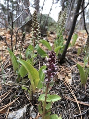 Veronica plantaginea