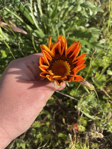 Gazania linearis