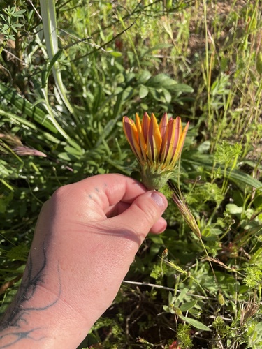 Gazania linearis