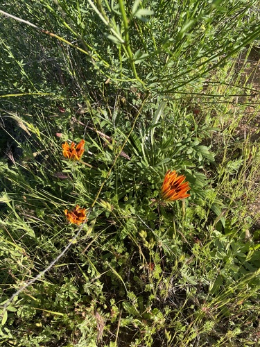 Gazania linearis