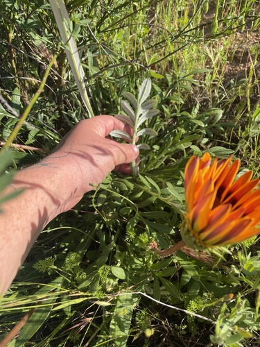 Gazania linearis