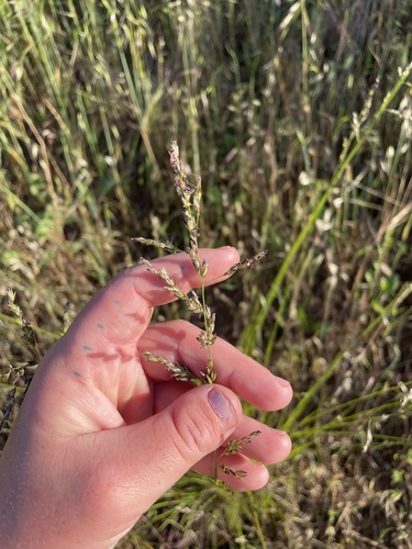 smallflower melicgrass (Melica imperfecta)