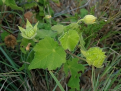 Abutilon sonneratianum