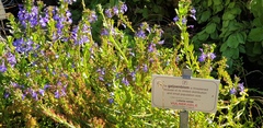 Lobelia valida