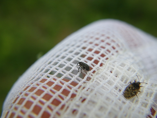 Behaarde boorsnuitkever