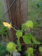 Abutilon sonneratianum