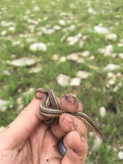 Tropidoclonion lineatum