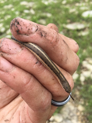 Tropidoclonion lineatum