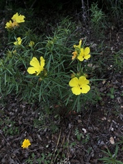 Calylophus