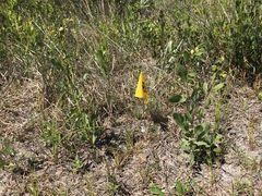 Deeringothamnus rugelii