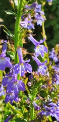 Lobelia valida