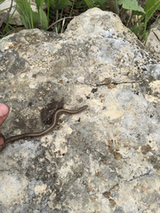 Tropidoclonion lineatum